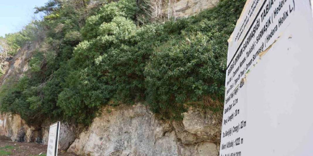 4.000 yıldır zamana direniyor: Türkiye’nin en yaşlı ikinci canlısı koruma altında hayata tutunuyor 4